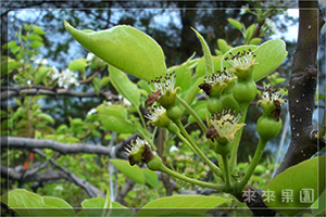 花結成果實